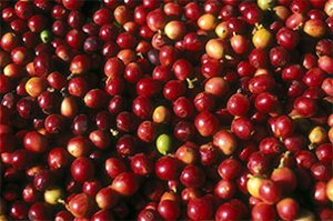 Red coffee cherries just picked