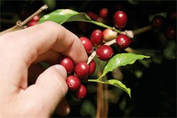 Coffee beans